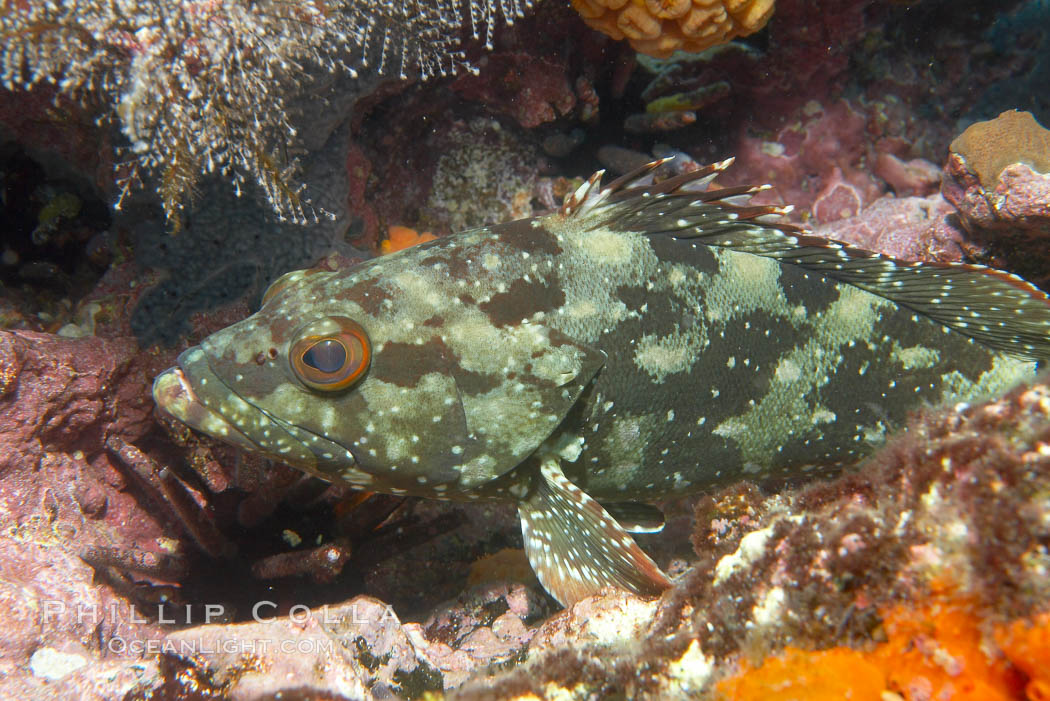 Unidentified fish, likely Epinephelus genus. Cousins, Galapagos Islands, Ecuador, Epinephelus, natural history stock photograph, photo id 16410