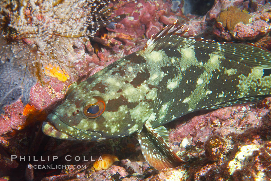 Unidentified fish, likely Epinephelus genus. Cousins, Galapagos Islands, Ecuador, Epinephelus, natural history stock photograph, photo id 16408