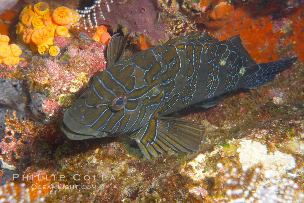 Giant hawkfish. Cousins, Galapagos Islands, Ecuador, Epinephelus, natural history stock photograph, photo id 16407