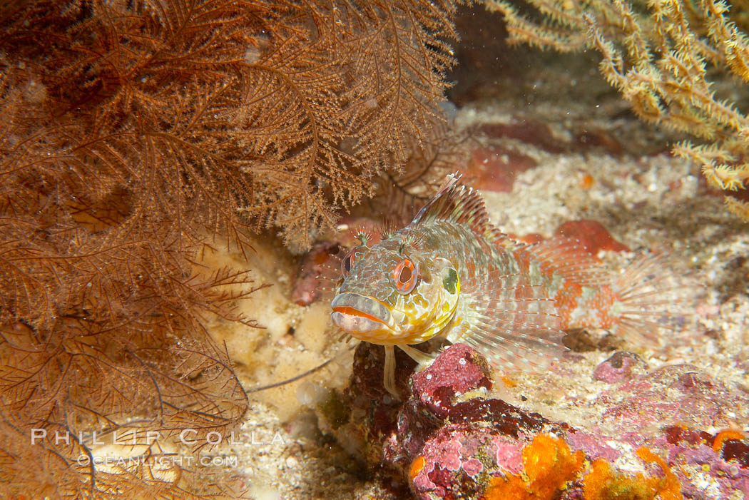 Unidentified fish. Cousins, Galapagos Islands, Ecuador, Epinephelus, natural history stock photograph, photo id 16405