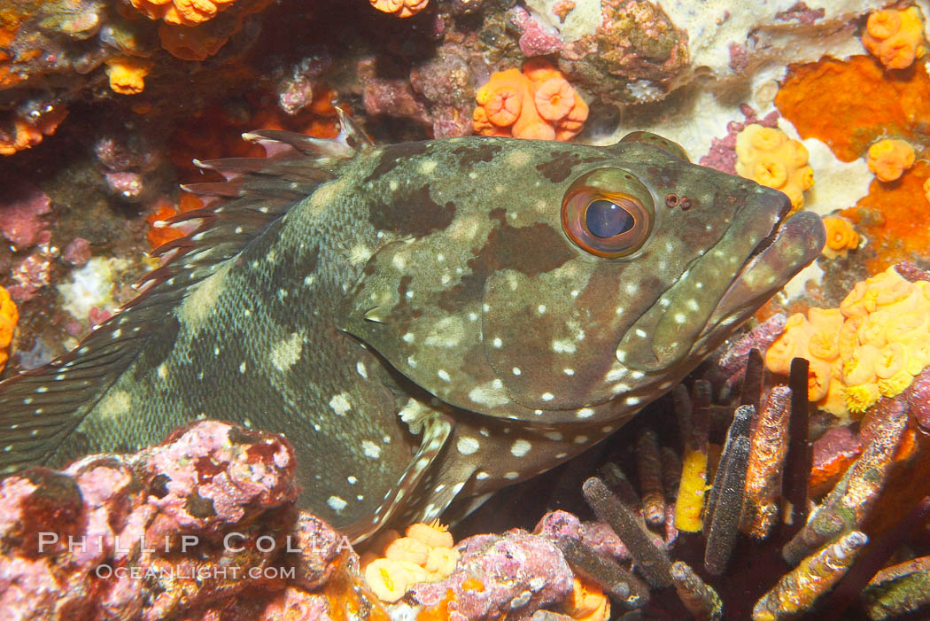 Unidentified fish, likely Epinephelus genus. Cousins, Galapagos Islands, Ecuador, Epinephelus, natural history stock photograph, photo id 16409