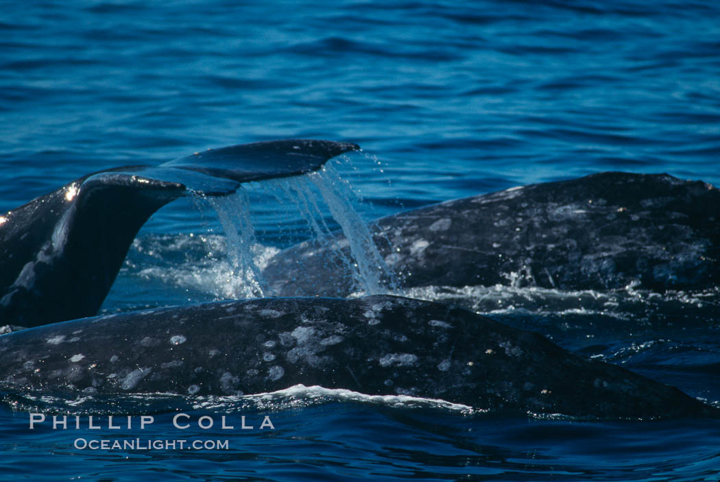Gray whale. Monterey, California, USA, Eschrichtius robustus, natural history stock photograph, photo id 01178