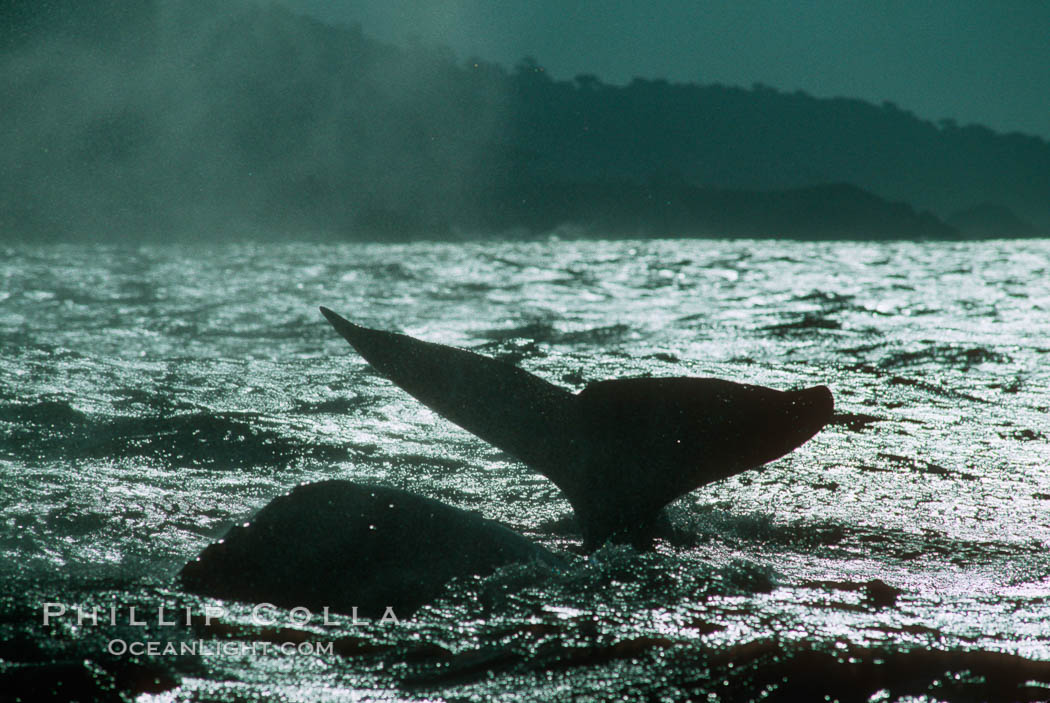 Gray whale. Monterey, California, USA, Eschrichtius robustus, natural history stock photograph, photo id 01186