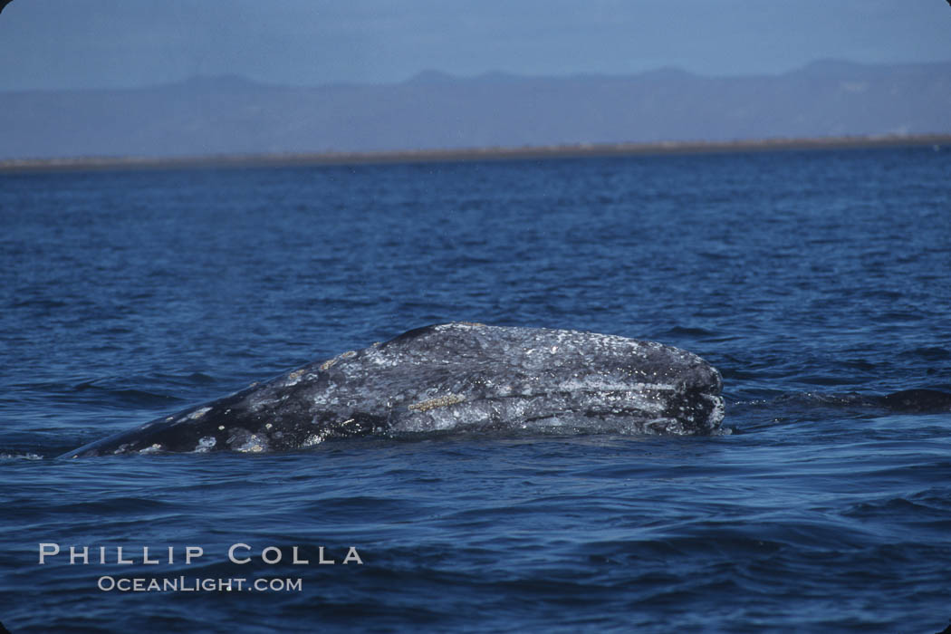 Gray whale, Laguna San Ignacio. San Ignacio Lagoon, Baja California, Mexico, Eschrichtius robustus, natural history stock photograph, photo id 03390