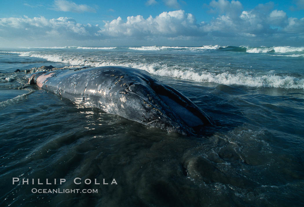 Gray whale carcass at oceans edge. Del Mar, California, USA, Eschrichtius robustus, natural history stock photograph, photo id 06422