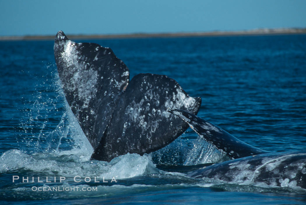 Courting gray whales, Laguna San Ignacio. San Ignacio Lagoon, Baja California, Mexico, Eschrichtius robustus, natural history stock photograph, photo id 03396