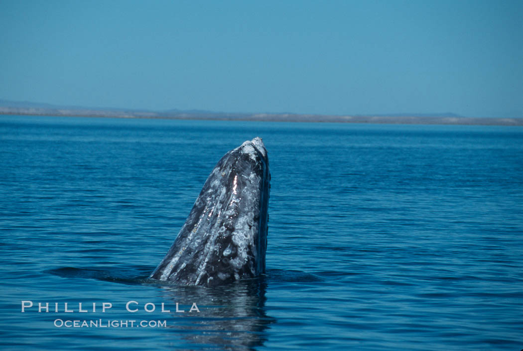 Gray whale, Laguna San Ignacio. San Ignacio Lagoon, Baja California, Mexico, Eschrichtius robustus, natural history stock photograph, photo id 03400