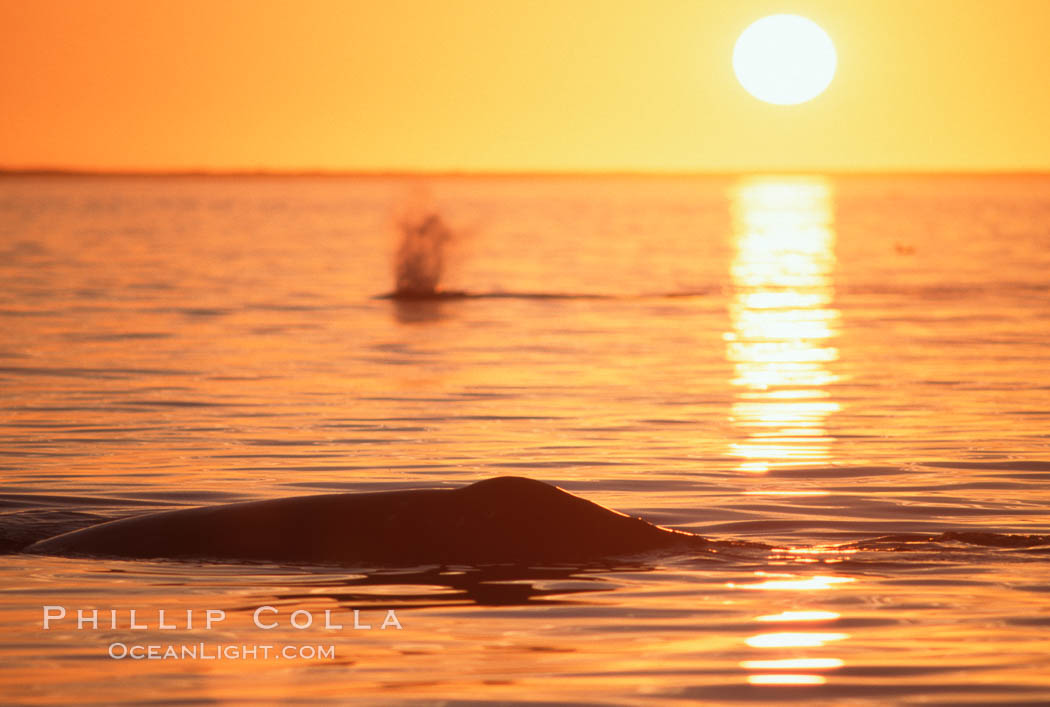 Gray whales at sunset, Laguna San Ignacio. San Ignacio Lagoon, Baja California, Mexico, Eschrichtius robustus, natural history stock photograph, photo id 03387