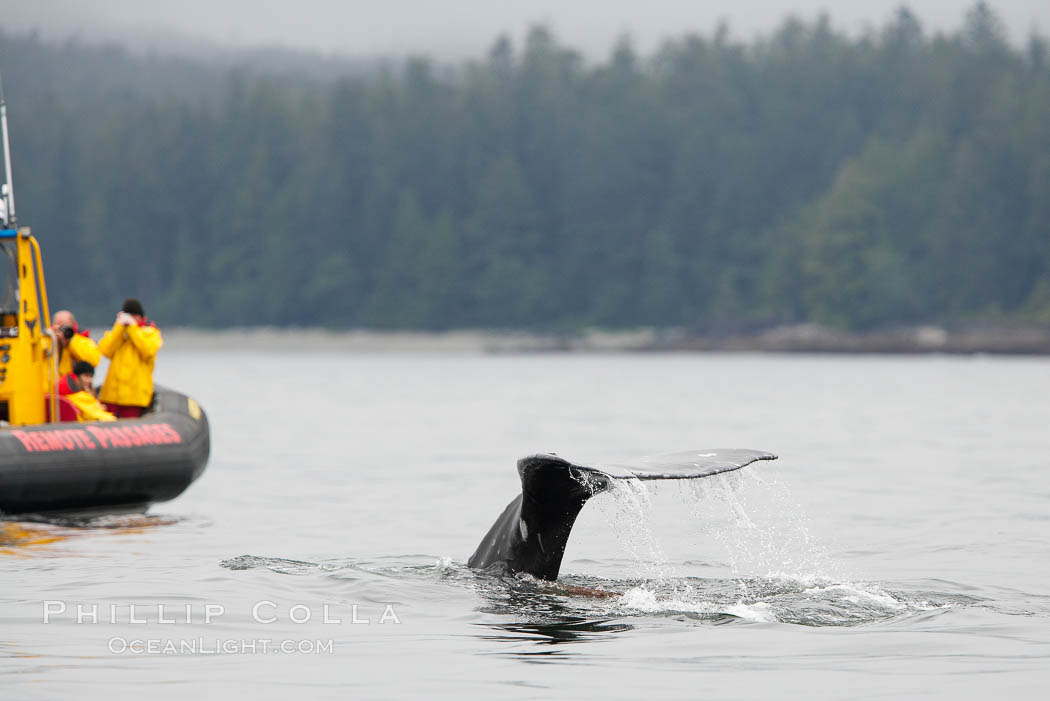 Gray whale raising its fluke (tail) in front of a boat of whale watchers before diving to the ocean floor to forage for crustaceans, Cow Bay, Flores Island, near Tofino, Clayoquot Sound, west coast of Vancouver Island. British Columbia, Canada, Eschrichtius robustus, natural history stock photograph, photo id 21183