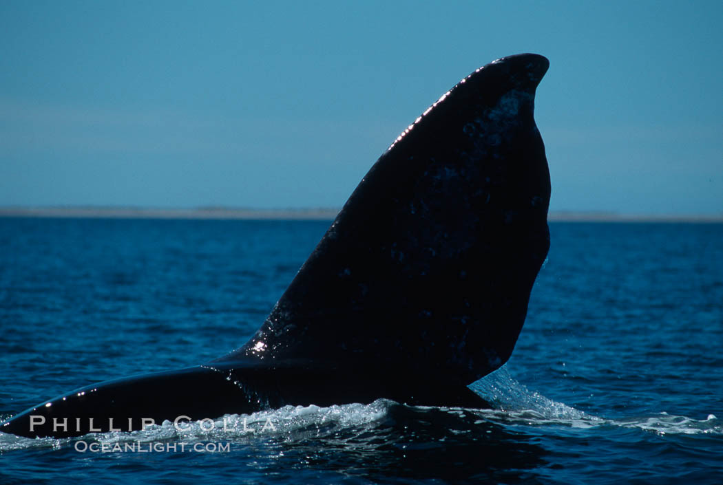 Gray whale fluke, Laguna San Ignacio. San Ignacio Lagoon, Baja California, Mexico, Eschrichtius robustus, natural history stock photograph, photo id 05797