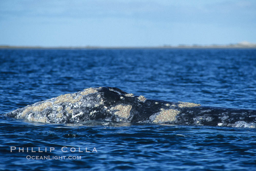 Gray whale dorsal aspect showing characteristic skin mottling and ectoparasitic barnacles and whale lice (amphipod crustaceans), Laguna San Ignacio. San Ignacio Lagoon, Baja California, Mexico, Eschrichtius robustus, natural history stock photograph, photo id 06425