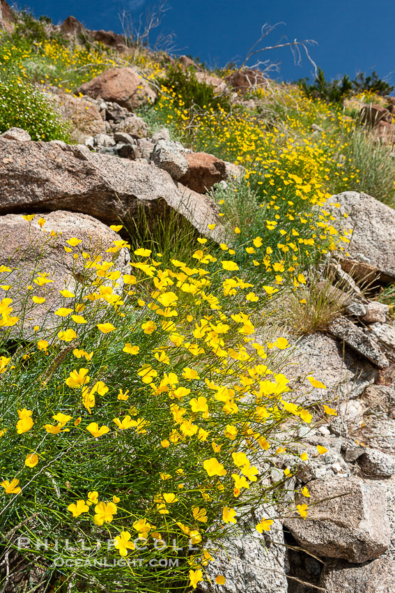 Clusters of desert poppy climb the steep sides of the Borrego Valley. Heavy winter rains led to a historic springtime bloom in 2005, carpeting the entire desert in vegetation and color for months. Anza-Borrego Desert State Park, Borrego Springs, California, USA, Eschscholzia parishii, natural history stock photograph, photo id 10945