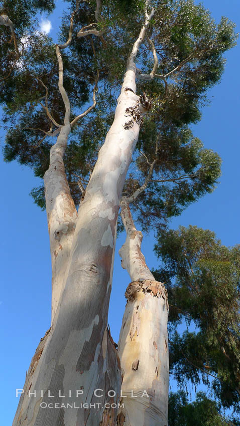 Eucalyptus tree, gum tree. Del Mar, California, USA, Eucalyptus, natural history stock photograph, photo id 21491