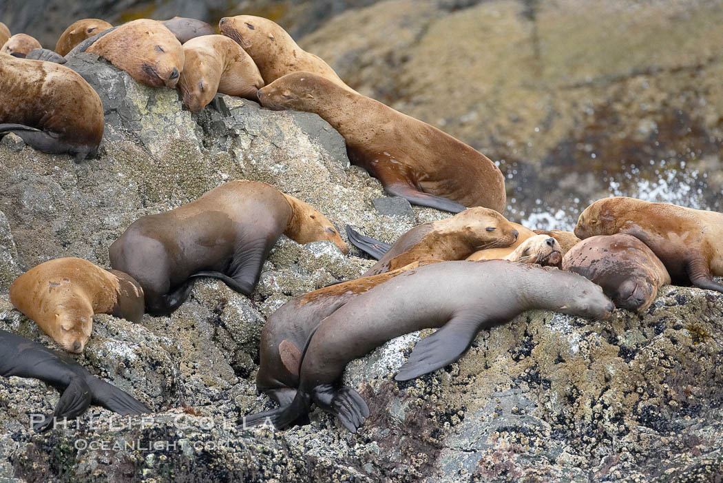 Steller sea lions (Northern sea lions) gather on rocks.  Steller sea lions are the largest members of the Otariid (eared seal) family.  Males can weigh up to 2400 lb., females up to 770 lb. Chiswell Islands, Kenai Fjords National Park, Alaska, USA, Eumetopias jubatus, natural history stock photograph, photo id 16974