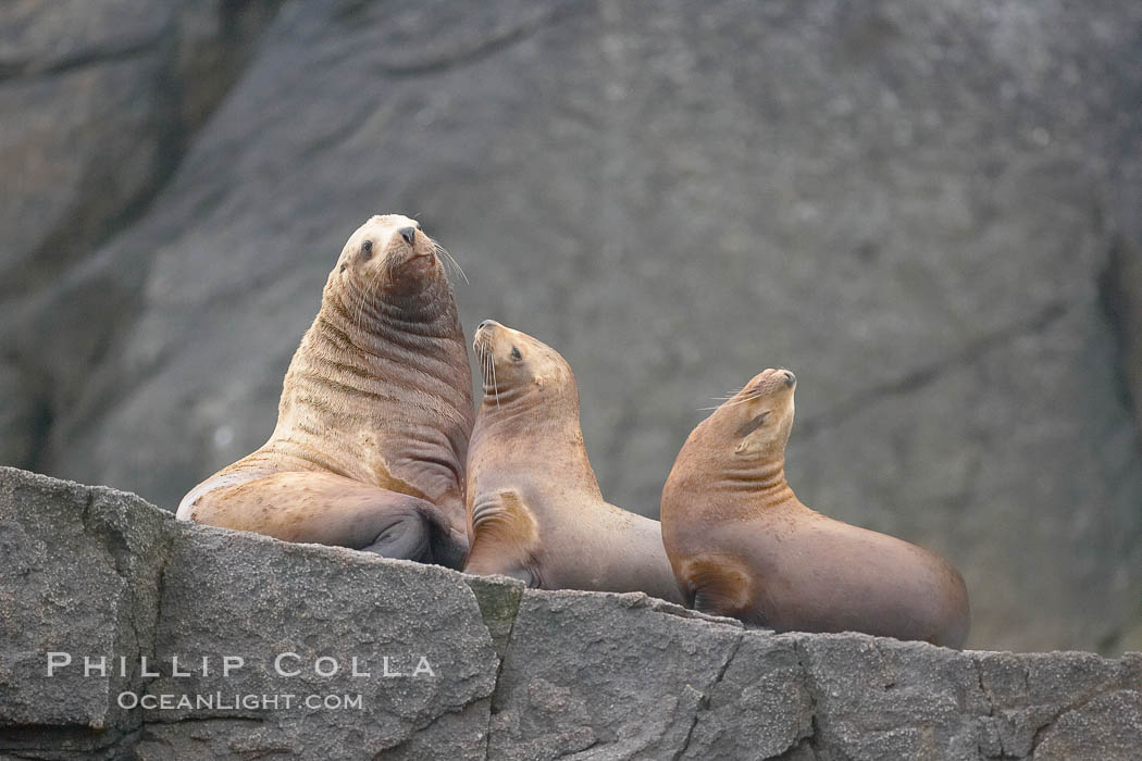Steller sea lions (Northern sea lions) gather on rocks.  Steller sea lions are the largest members of the Otariid (eared seal) family.  Males can weigh up to 2400 lb., females up to 770 lb. Chiswell Islands, Kenai Fjords National Park, Alaska, USA, Eumetopias jubatus, natural history stock photograph, photo id 16980