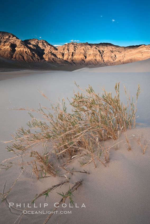 Eureka dune grass is a rare and federally endangered species of grass  endemic to the Eureka Valley and Eureka Sand Dunes.  The Last Chance mountains, lit by sunset, are visible in the distance.  Swallenia alexandrae, a perennial grass, grows only in the southern portion of Eureka Valley Sand Dunes, in Inyo County, California. Eureka Dunes, Death Valley National Park, USA, Swallenia alexandrae, natural history stock photograph, photo id 25358