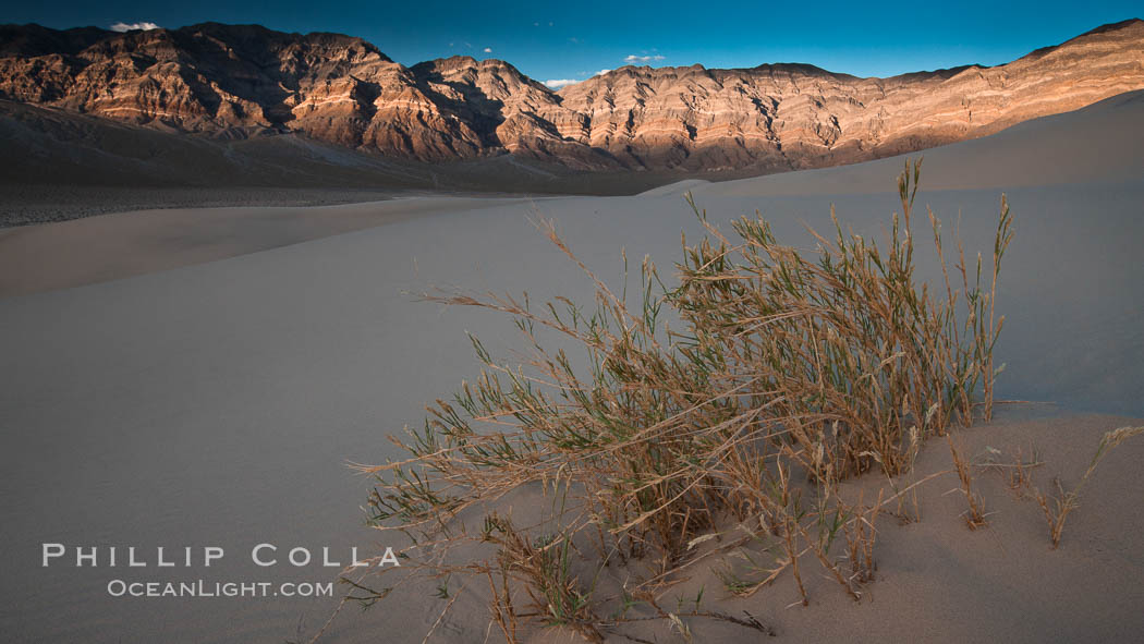 Eureka dune grass, and rare and federally endangered species of grass  endemic to the Eureka Valley and Eureka Sand Dunes.  The Last Chance mountains, lit by sunset, as visible in the distance.  Swallenia alexandrae, a perennial grass, grows only in the southern portion of Eureka Valley Sand Dunes, in Inyo County, California. Eureka Dunes, Death Valley National Park, USA, Swallenia alexandrae, natural history stock photograph, photo id 25248