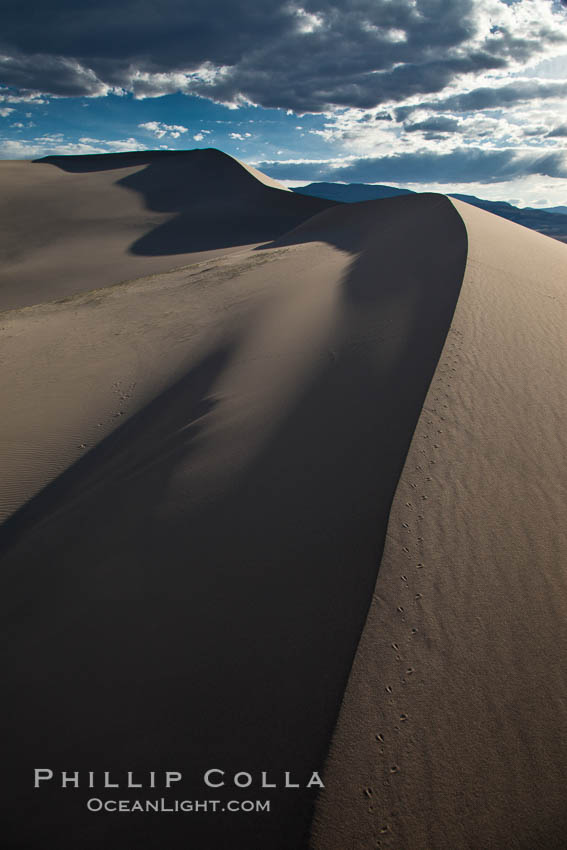 Eureka Dunes.  The Eureka Valley Sand Dunes are California's tallest sand dunes, and one of the tallest in the United States.  Rising 680' above the floor of the Eureka Valley, the Eureka sand dunes are home to several endangered species, as well as "singing sand" that makes strange sounds when it shifts.  Located in the remote northern portion of Death Valley National Park, the Eureka Dunes see very few visitors. USA, natural history stock photograph, photo id 25375