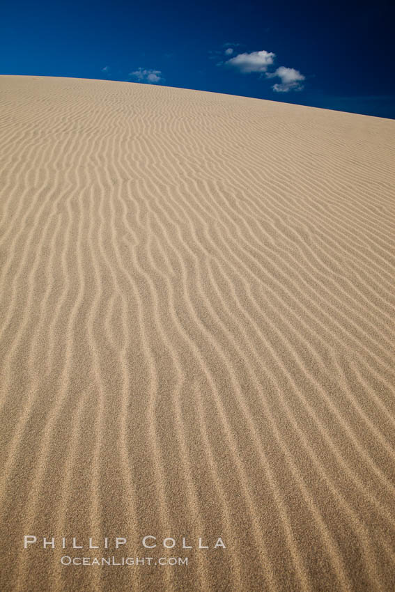 Eureka Dunes.  The Eureka Valley Sand Dunes are California's tallest sand dunes, and one of the tallest in the United States.  Rising 680' above the floor of the Eureka Valley, the Eureka sand dunes are home to several endangered species, as well as "singing sand" that makes strange sounds when it shifts.  Located in the remote northern portion of Death Valley National Park, the Eureka Dunes see very few visitors. USA, natural history stock photograph, photo id 25275