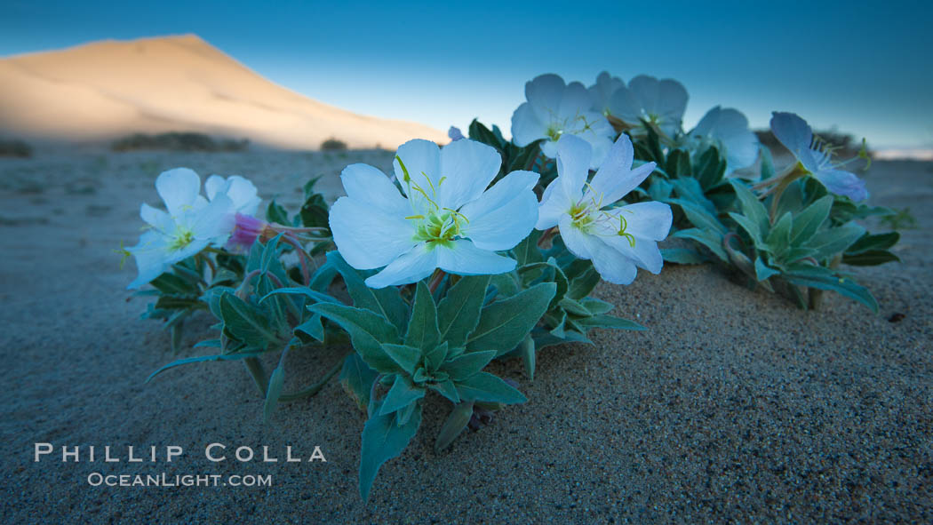 Eureka Valley Dune Evening Primrose.  A federally endangered plant, Oenothera californica eurekensis is a perennial herb that produces white flowers from April to June. These flowers turn red as they age. The Eureka Dunes evening-primrose is found only in the southern portion of Eureka Valley Sand Dunes system in Indigo County, California. Death Valley National Park, USA, Oenothera californica eurekensis, Oenothera deltoides, natural history stock photograph, photo id 25268