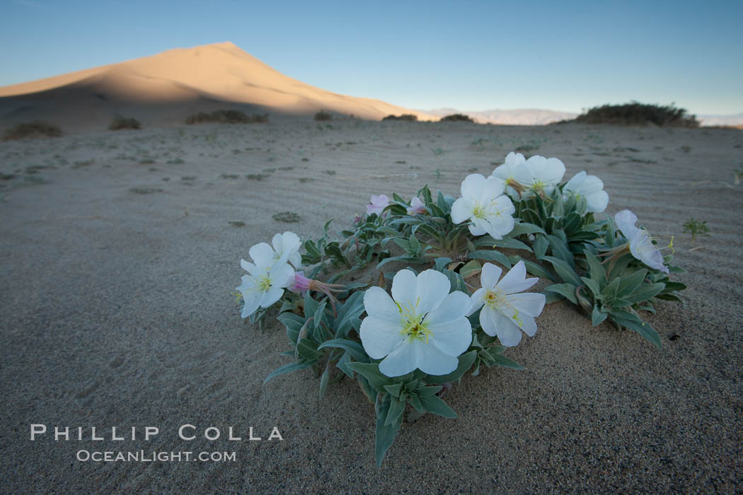 Eureka Valley Dune Evening Primrose.  A federally endangered plant, Oenothera californica eurekensis is a perennial herb that produces white flowers from April to June. These flowers turn red as they age. The Eureka Dunes evening-primrose is found only in the southern portion of Eureka Valley Sand Dunes system in Indigo County, California. Death Valley National Park, USA, Oenothera californica eurekensis, Oenothera deltoides, natural history stock photograph, photo id 25343