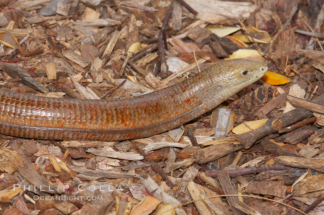 European glass lizard.  Without legs, the European glass lizard appears to be a snake, but in truth it is a species of lizard.  It is native to southeastern Europe., Pseudopus apodus, natural history stock photograph, photo id 12827