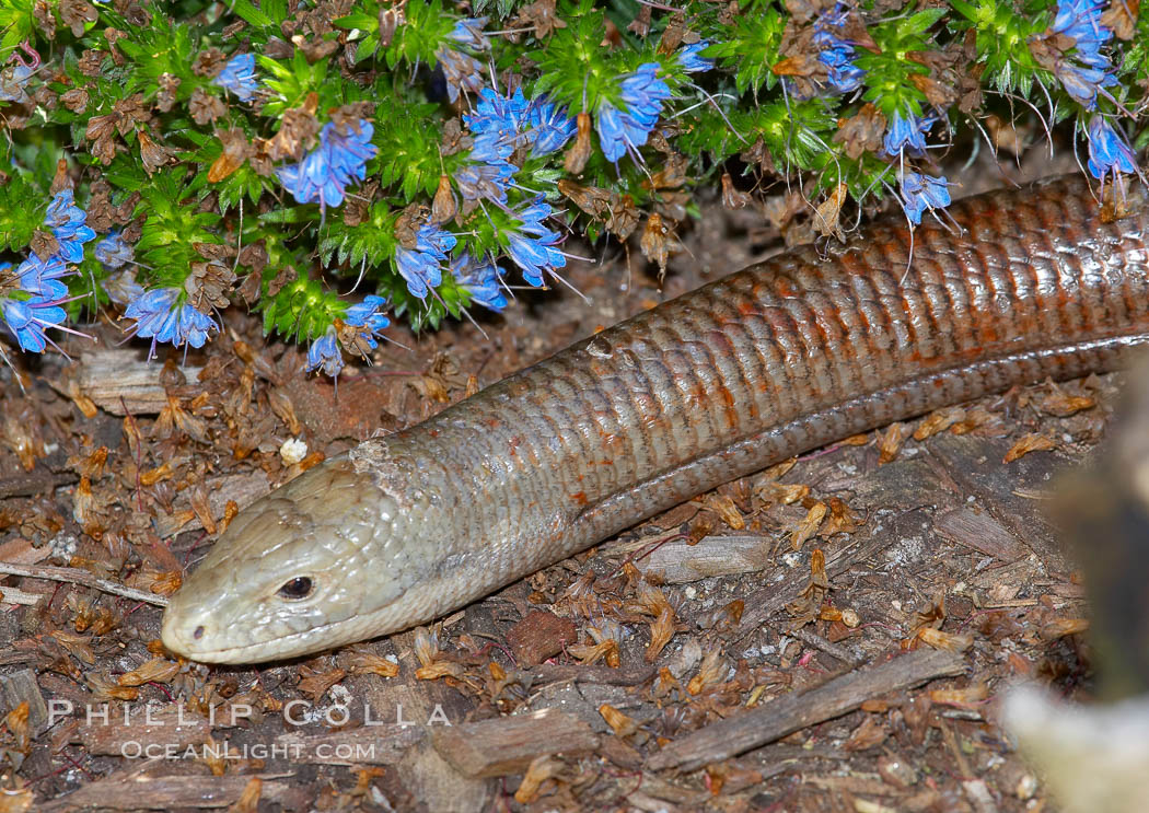 European glass lizard.  Without legs, the European glass lizard appears to be a snake, but in truth it is a species of lizard.  It is native to southeastern Europe., Pseudopus apodus, natural history stock photograph, photo id 12744