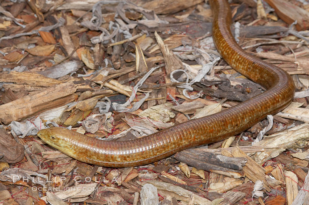 European Glass Lizard Photo, Stock Photograph of an European Glass