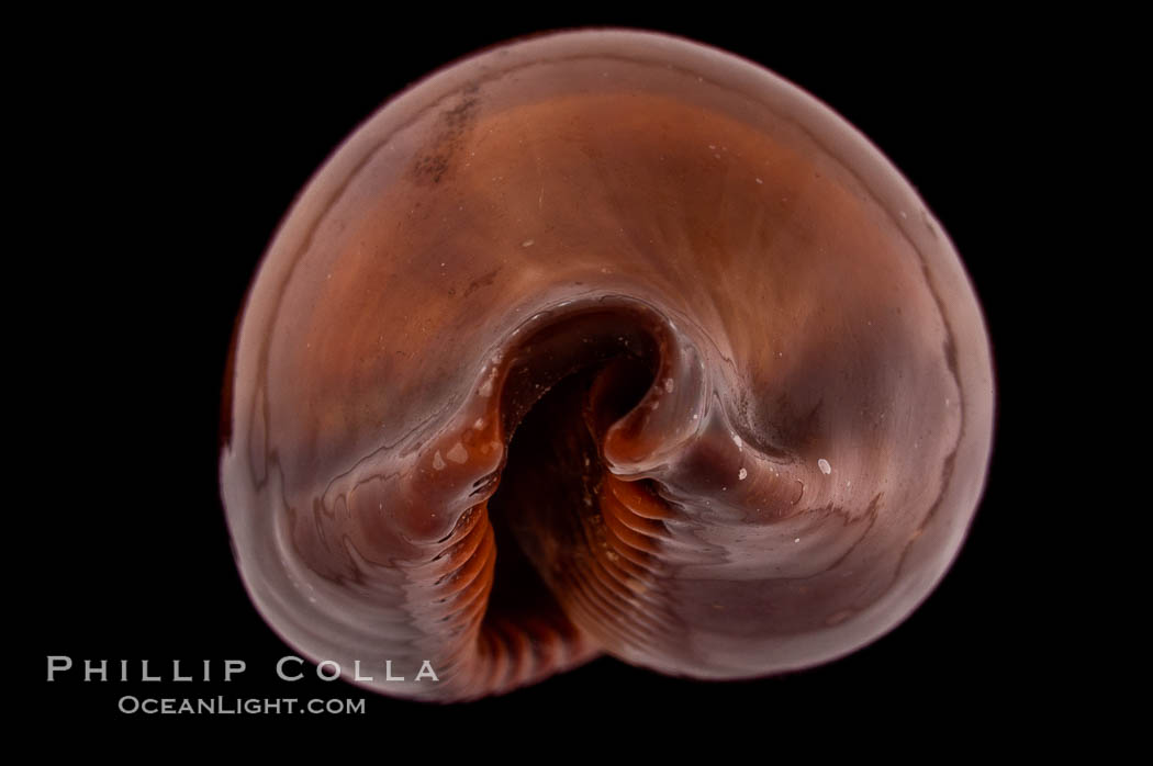 Exposed Cowrie., Cypraea succincta, natural history stock photograph, photo id 08255