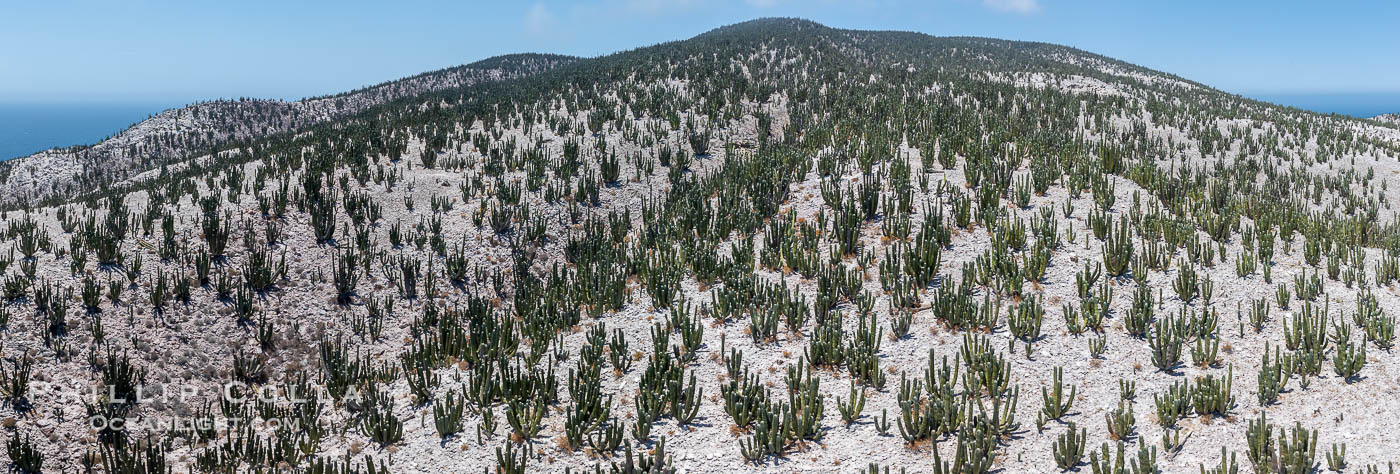 Extensive Forest of Cardon Cactus on the Summit Ridge of San Pedro Martir Island, Sea of Cortez, Mexico. The island and its marine life are, since 2002, part of the San Pedro Martir Biosphere Reserve, and is regarded as a natural laboratory of adaptive evolution, similar to that of the Galapagos Islands. It is home to 292 species of fauna and flora (both land-based and aquatic), with 42 species protected by Mexican law, and 30 listed on the Red List of Threatened Species. San Pedro Martir is also unique in the area for its year-round quantity of birds. The island is the only island in the area with a perpetually swirling cloud of sea birds. This is because the water around the island, has some of the most successful marine productivity in the world, Isla San Pedro Martir, Sonora Extensive Forest of Cardon Cactus on the Summit Ridge of San Pedro Martir Island, Sea of Cortez, Mexico. The island and its marine life are, since 2002, part of the San Pedro Martir Biosphere Reserve, and is regarded as a natural laboratory of adaptive evolution, similar to that of the Galapagos Islands. It is home to 292 species of fauna and flora (both land-based and aquatic), with 42 species protected by Mexican law, and 30 listed on the Red List of Threatened Species. San Pedro Martir is also unique in the area for its year-round quantity of birds. The island is the only island in the area with a perpetually swirling cloud of sea birds. This is because the water around the island, has some of the most successful marine productivity in the world, Isla San Pedro Martir, Sonora