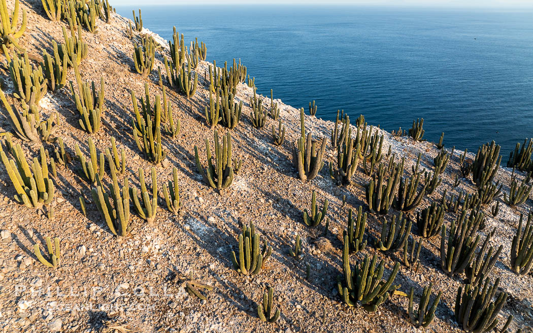 Extensive Forest of Cardon Cactus on the Summit Ridge of San Pedro Martir Island, Sea of Cortez, Mexico. The island and its marine life are, since 2002, part of the San Pedro Martir Biosphere Reserve, and is regarded as a natural laboratory of adaptive evolution, similar to that of the Galapagos Islands. It is home to 292 species of fauna and flora (both land-based and aquatic), with 42 species protected by Mexican law, and 30 listed on the Red List of Threatened Species. San Pedro Martir is also unique in the area for its year-round quantity of birds. The island is the only island in the area with a perpetually swirling cloud of sea birds. This is because the water around the island, has some of the most successful marine productivity in the world, Isla San Pedro Martir, Sonora Extensive Forest of Cardon Cactus on the Summit Ridge of San Pedro Martir Island, Sea of Cortez, Mexico. The island and its marine life are, since 2002, part of the San Pedro Martir Biosphere Reserve, and is regarded as a natural laboratory of adaptive evolution, similar to that of the Galapagos Islands. It is home to 292 species of fauna and flora (both land-based and aquatic), with 42 species protected by Mexican law, and 30 listed on the Red List of Threatened Species. San Pedro Martir is also unique in the area for its year-round quantity of birds. The island is the only island in the area with a perpetually swirling cloud of sea birds. This is because the water around the island, has some of the most successful marine productivity in the world, Isla San Pedro Martir, Sonora