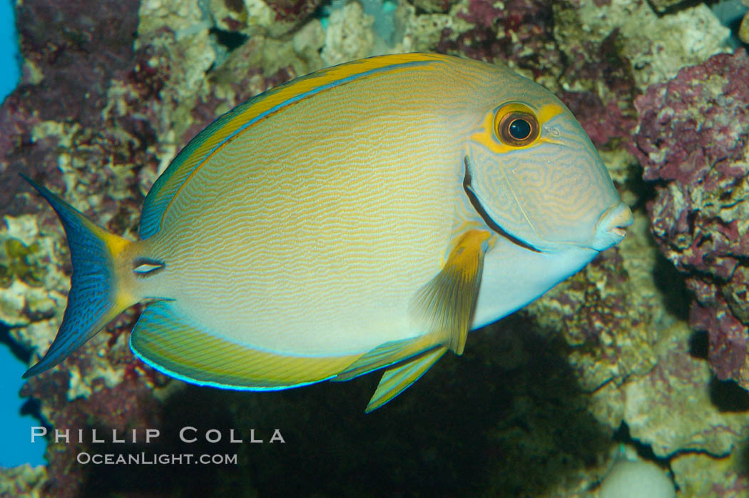 Eyestripe surgeonfish., Acanthurus dussumieri, natural history stock photograph, photo id 08722