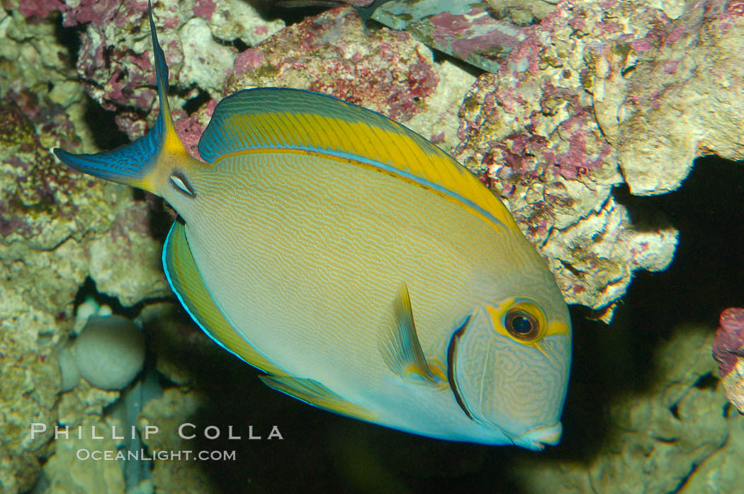 Eyestripe surgeonfish., Acanthurus dussumieri, natural history stock photograph, photo id 08720