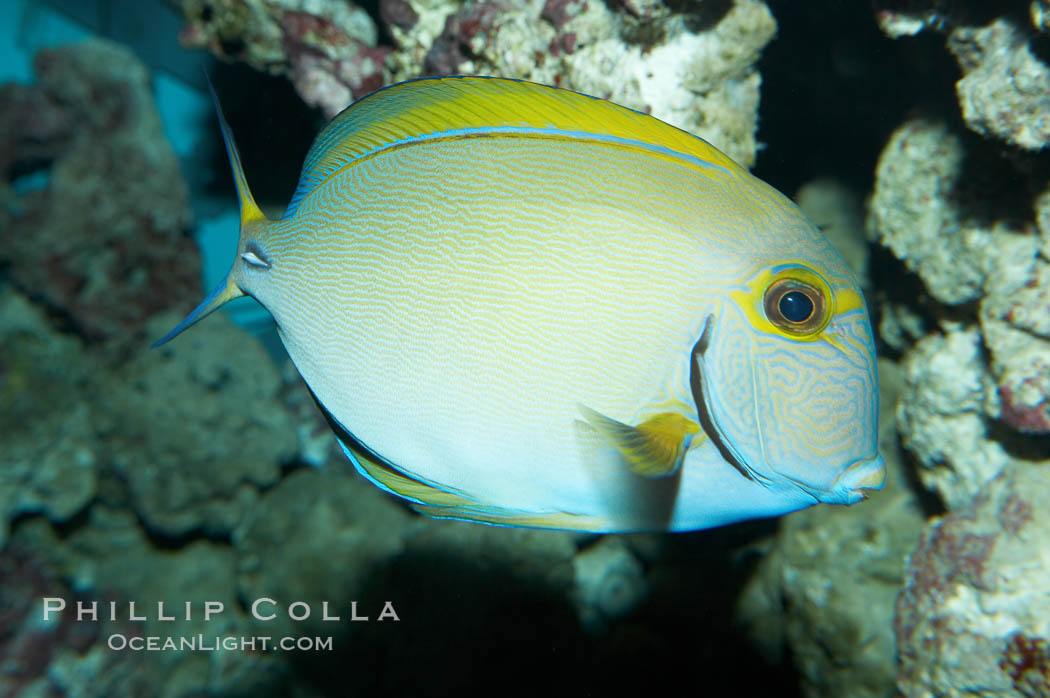 Eyestripe surgeonfish., Acanthurus dussumieri, natural history stock photograph, photo id 11783