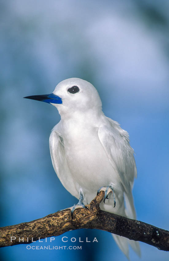 A white tern, or fairy tern, alights on a branch at Rose Atoll in American Samoa. Rose Atoll National Wildlife Sanctuary, USA, Gygis alba, natural history stock photograph, photo id 00871
