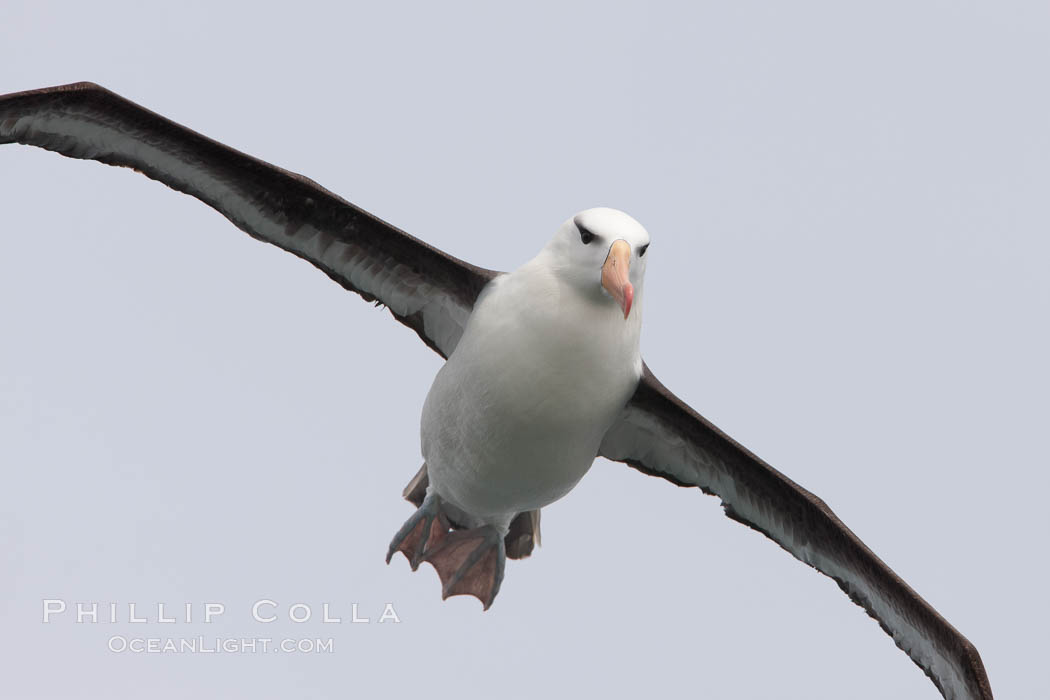 Black-browed albatross in flight.  The black-browed albatross is a medium-sized seabird at 31�37" long with a 79�94" wingspan and an average weight of 6.4�10 lb. They have a natural lifespan exceeding 70 years. They breed on remote oceanic islands and are circumpolar, ranging throughout the Southern Oceanic. Falkland Islands, United Kingdom, Thalassarche melanophrys, natural history stock photograph, photo id 23718