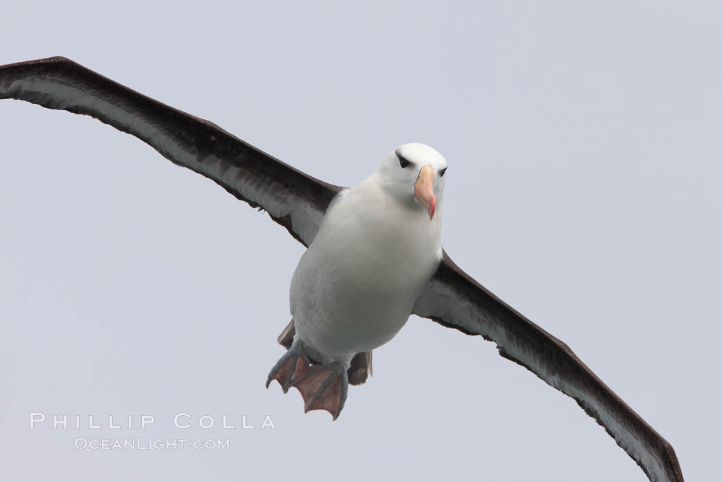 Black-browed albatross in flight.  The black-browed albatross is a medium-sized seabird at 31-37" long with a 79-94" wingspan and an average weight of 6.4-10 lb. They have a natural lifespan exceeding 70 years. They breed on remote oceanic islands and are circumpolar, ranging throughout the Southern Ocean. Falkland Islands, United Kingdom, Thalassarche melanophrys, natural history stock photograph, photo id 23718