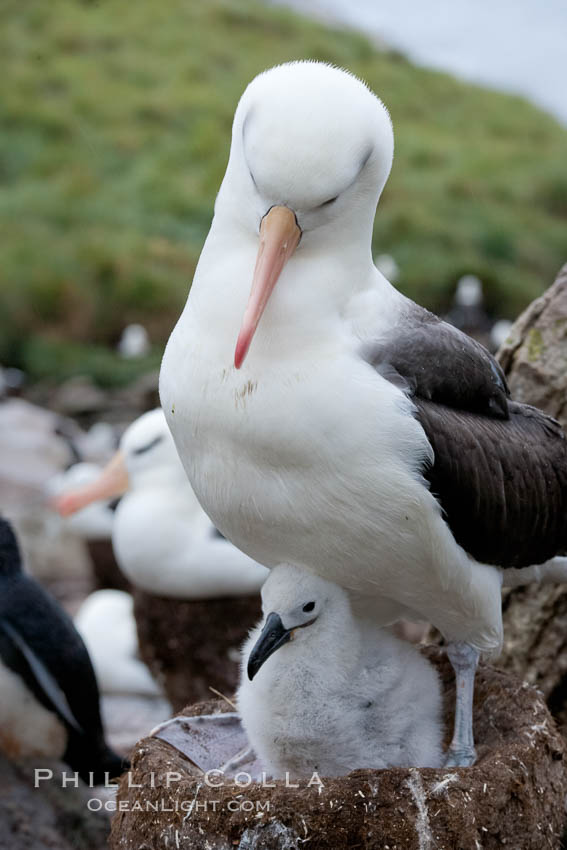 Black-browed albatross, adult on nest with chick. Westpoint Island, Falkland Islands, United Kingdom, Thalassarche melanophrys, natural history stock photograph, photo id 23950