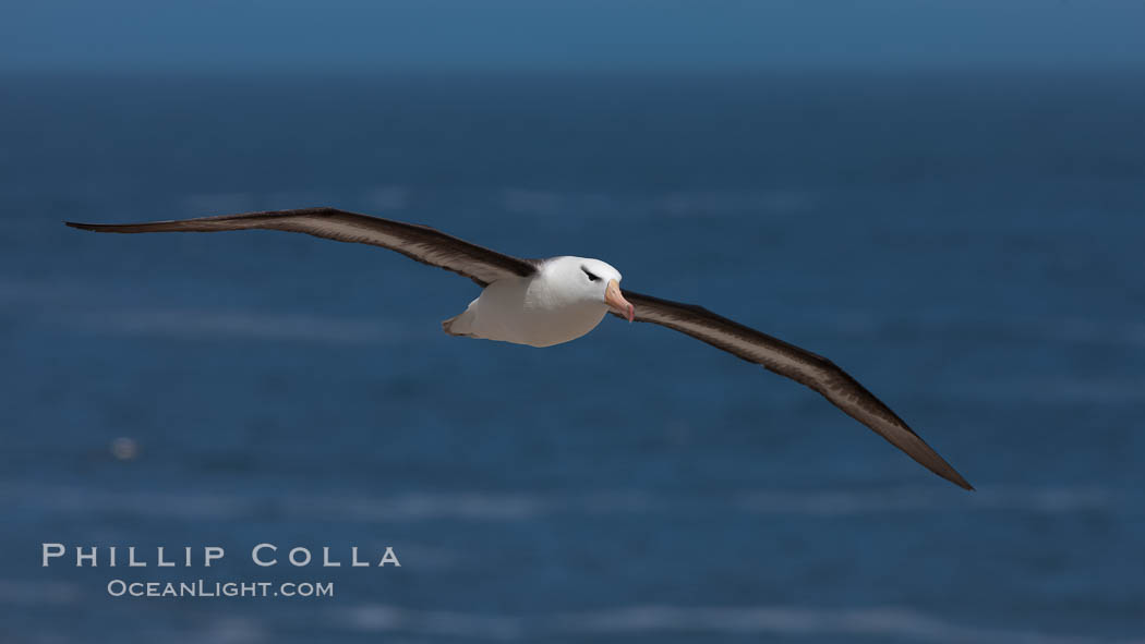 Black-browed albatross, in flight over the ocean.  The wingspan of the black-browed albatross can reach 10', it can weigh up to 10 lbs and live for as many as 70 years. Steeple Jason Island, Falkland Islands, United Kingdom, Thalassarche melanophrys, natural history stock photograph, photo id 24210