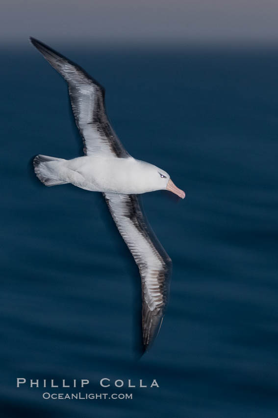 Black-browed albatross flying over the ocean, as it travels and forages for food at sea.  The black-browed albatross is a medium-sized seabird at 31-37" long with a 79-94" wingspan and an average weight of 6.4-10 lb. They have a natural lifespan exceeding 70 years. They breed on remote oceanic islands and are circumpolar, ranging throughout the Southern Ocean. Falkland Islands, United Kingdom, Thalassarche melanophrys, natural history stock photograph, photo id 23988