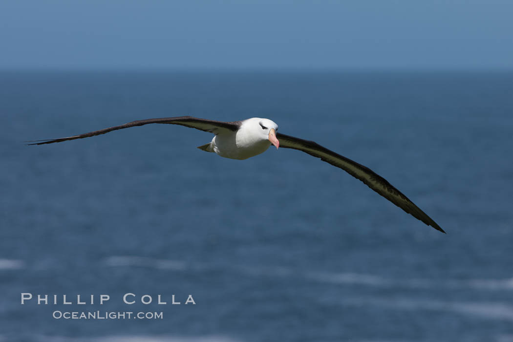 Black-browed albatross soaring in the air, near the breeding colony at Steeple Jason Island. Falkland Islands, United Kingdom, Thalassarche melanophrys, natural history stock photograph, photo id 24240