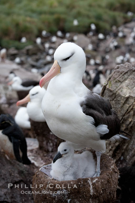 Black-browed albatross, adult on nest with chick. Westpoint Island, Falkland Islands, United Kingdom, Thalassarche melanophrys, natural history stock photograph, photo id 23947