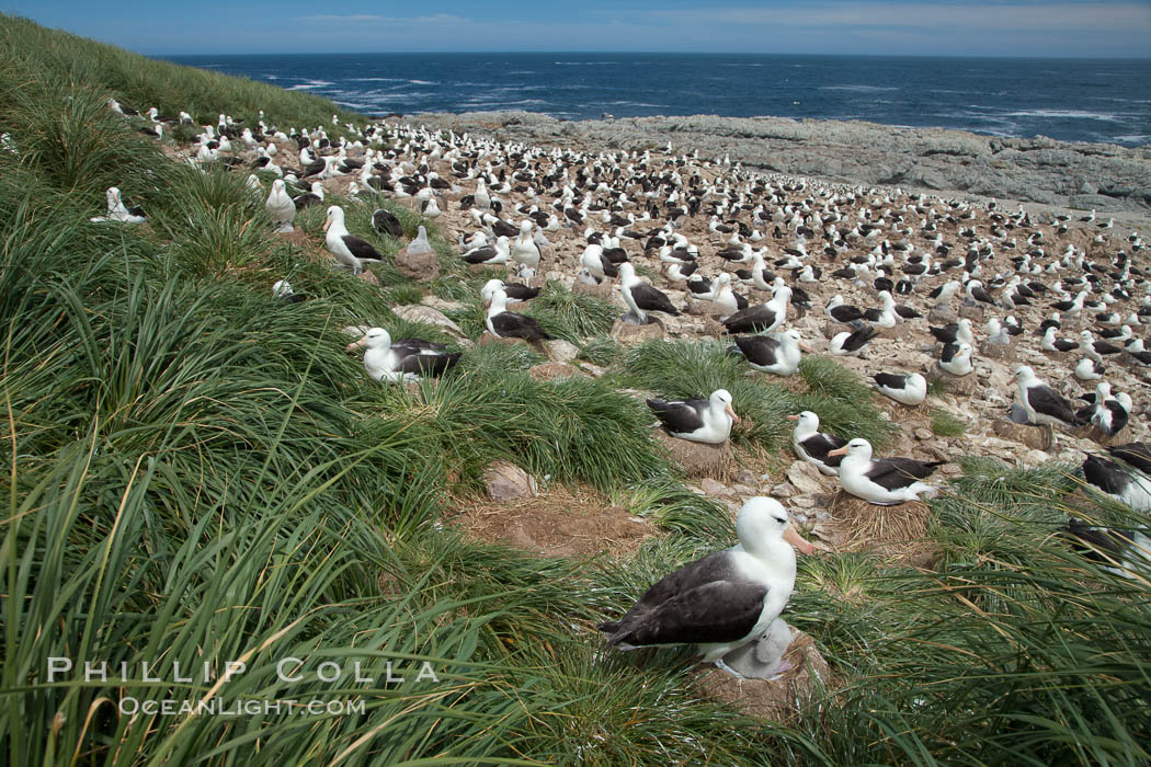 Black-browed albatross colony on Steeple Jason Island in the Falklands.  This is the largest breeding colony of black-browed albatrosses in the world, numbering in the hundreds of thousands of breeding pairs.  The albatrosses lay eggs in September and October, and tend a single chick that will fledge in about 120 days. Falkland Islands, United Kingdom, Thalassarche melanophrys, natural history stock photograph, photo id 24103