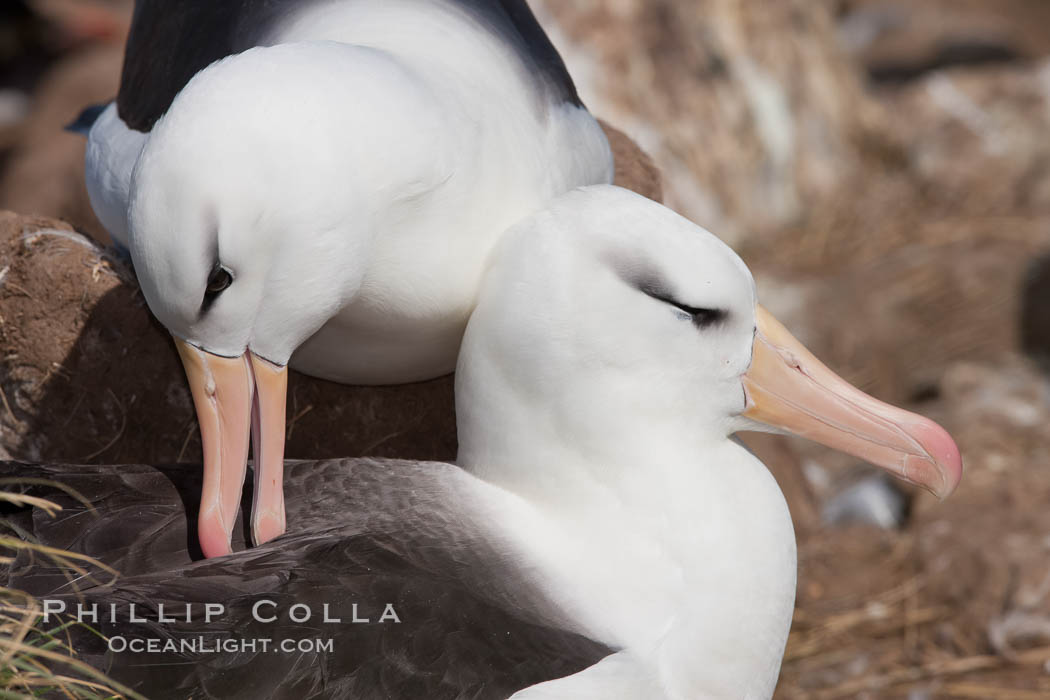 Black-browed albatross, courtship and mutual preening behavior between two mated adults on the nest, Steeple Jason Island breeding colony.  Black-browed albatrosses begin breeding at about 10 years, and lay a single egg each season. Falkland Islands, United Kingdom, Thalassarche melanophrys, natural history stock photograph, photo id 24115