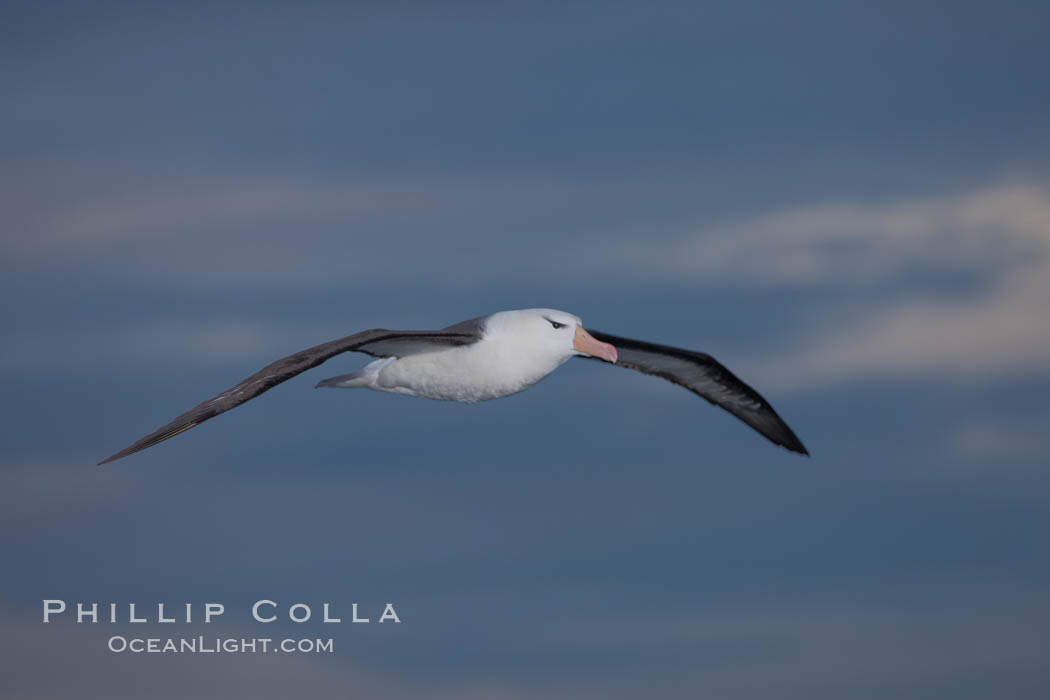 Black-browed albatross in flight, against a blue sky.  Black-browed albatrosses have a wingspan reaching up to 8', weigh up to 10 lbs and can live 70 years.  They roam the open ocean for food and return to remote islands for mating and rearing their chicks. Southern Ocean, Thalassarche melanophrys, natural history stock photograph, photo id 24187