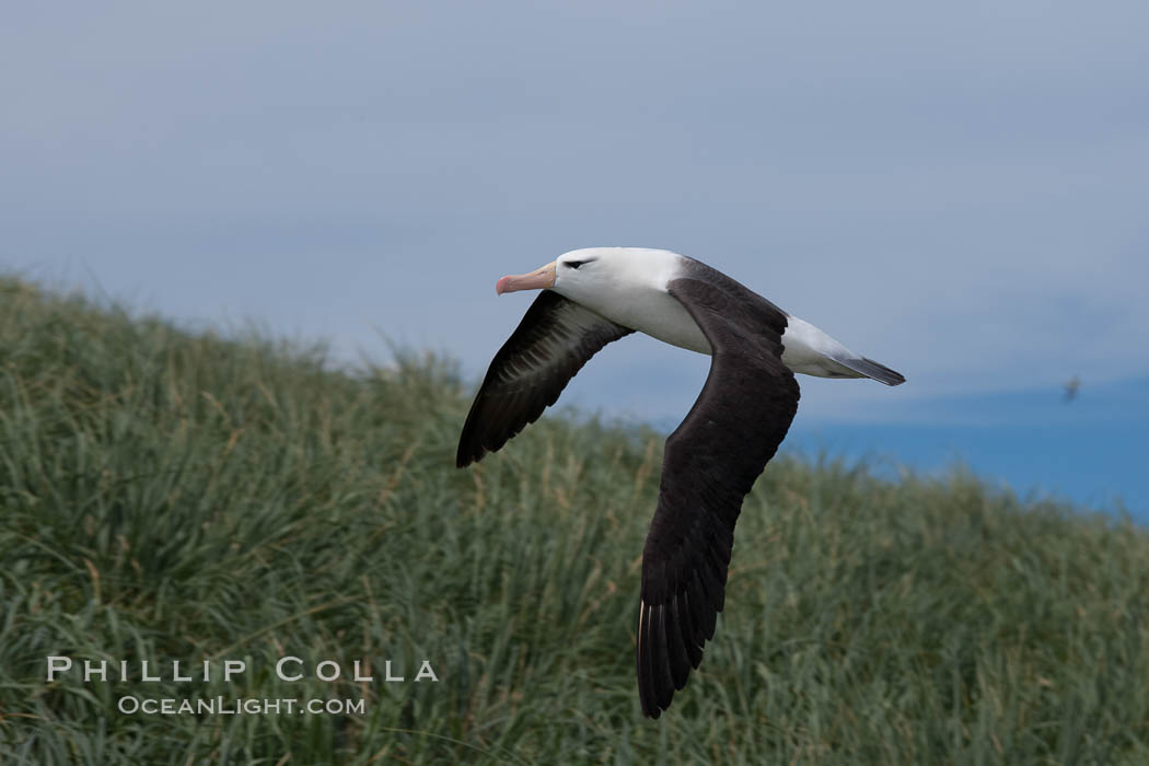 Black-browed albatross soaring in the air, near the breeding colony at Steeple Jason Island. Falkland Islands, United Kingdom, Thalassarche melanophrys, natural history stock photograph, photo id 24219