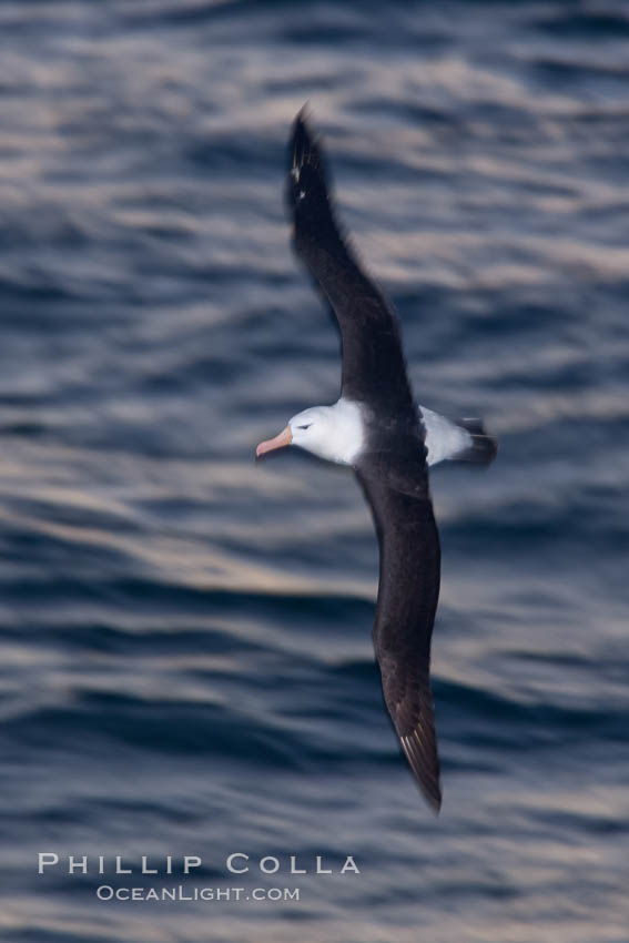 Black-browed albatross flying over the ocean, as it travels and forages for food at sea.  The black-browed albatross is a medium-sized seabird at 31-37" long with a 79-94" wingspan and an average weight of 6.4-10 lb. They have a natural lifespan exceeding 70 years. They breed on remote oceanic islands and are circumpolar, ranging throughout the Southern Oceanic. Falkland Islands, United Kingdom, Thalassarche melanophrys, natural history stock photograph, photo id 24017