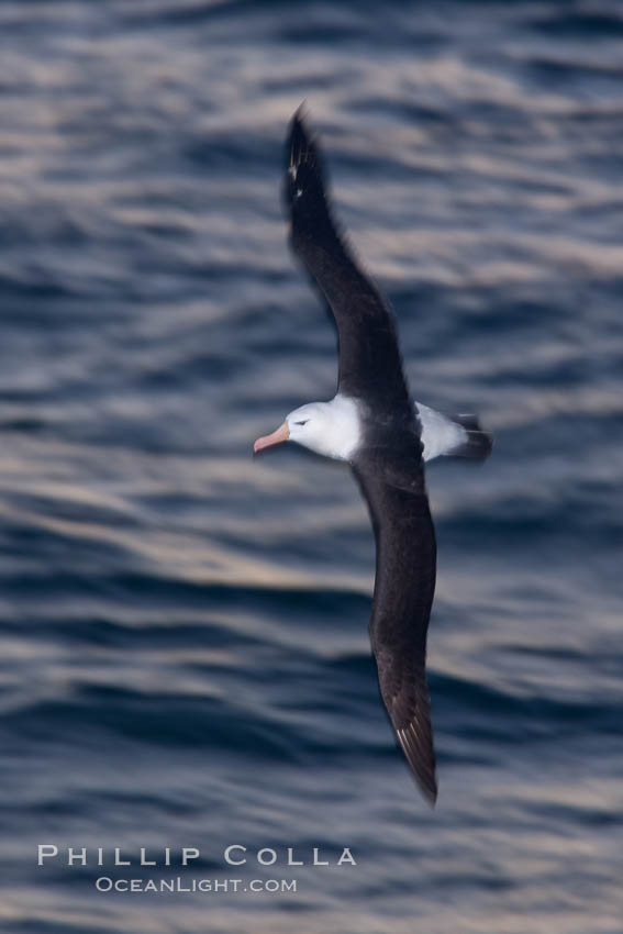 Black-browed albatross flying over the ocean, as it travels and forages for food at sea.  The black-browed albatross is a medium-sized seabird at 31-37" long with a 79-94" wingspan and an average weight of 6.4-10 lb. They have a natural lifespan exceeding 70 years. They breed on remote oceanic islands and are circumpolar, ranging throughout the Southern Ocean. Falkland Islands, United Kingdom, Thalassarche melanophrys, natural history stock photograph, photo id 24017