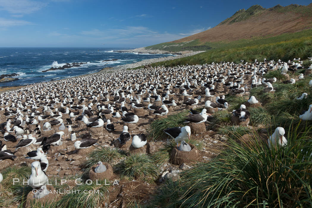 Black-browed albatross colony on Steeple Jason Island in the Falklands.  This is the largest breeding colony of black-browed albatrosses in the world, numbering in the hundreds of thousands of breeding pairs.  The albatrosses lay eggs in September and October, and tend a single chick that will fledge in about 120 days. Falkland Islands, United Kingdom, Thalassarche melanophrys, natural history stock photograph, photo id 24265