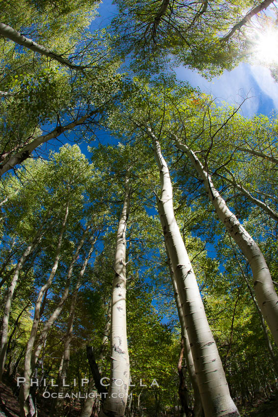 Aspen trees, with leaves changing from green to yellow in autumn, branches stretching skyward, a forest. Bishop Creek Canyon Sierra Nevada Mountains, California, USA, Populus tremuloides, natural history stock photograph, photo id 26073